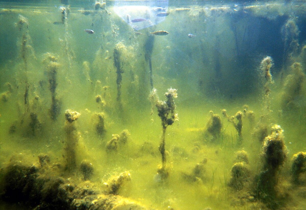 Водоросли на дне моря.