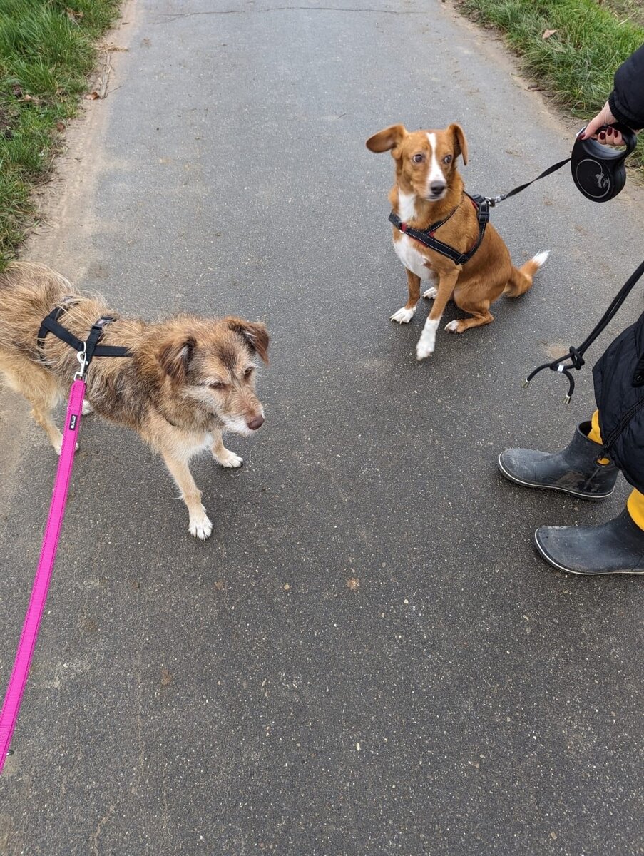 Стал щенком. Еда для животных. Стал щенком. Стал щенком. Корм для собак.