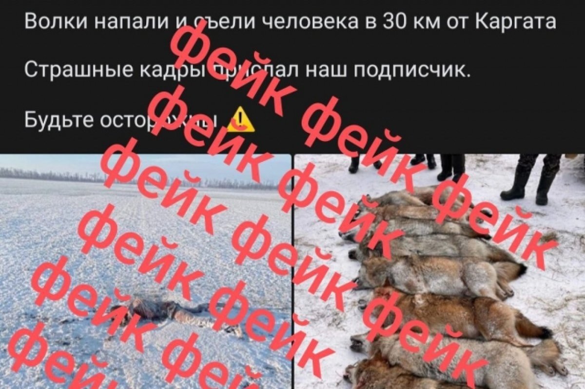 Новости волки напали на человека