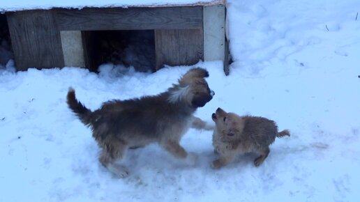 Жизнь щенят. Собачья жизнь 2017. Фильм собачья жизнь 2. Собачья жизнь бейли. Собачья жизнь бейли.