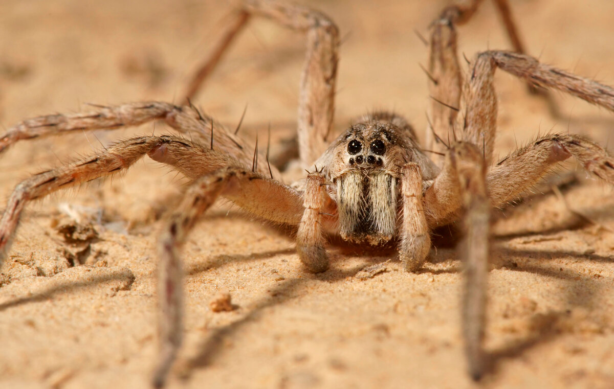 Огромные пауки-осы с длинными лапами напугали жителей Подмосковья