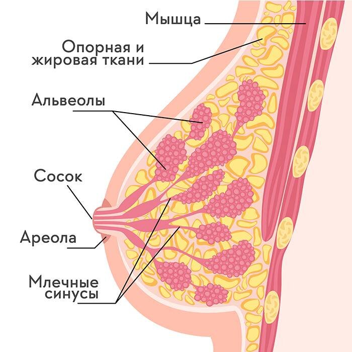 Сама железа состоит из клеток, продуцирующих молоко (млечный секрет) и протоков, выходящих в области соска. 