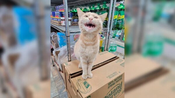 Магазин работает до 19. Работаем до 19 00. Работаем до 18 00. Магазин работает до 19. По техническим причинам магазин работает до.