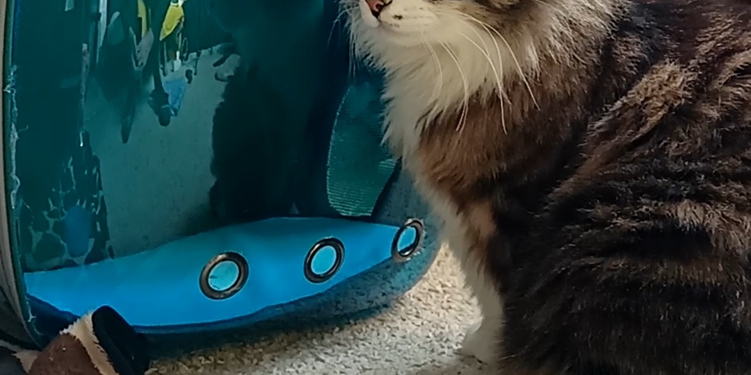 Алекс за границей