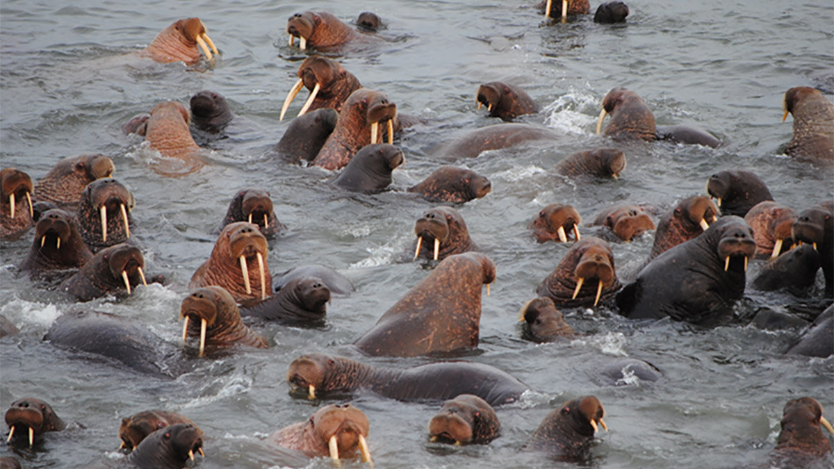    ПАО «Роснефть»