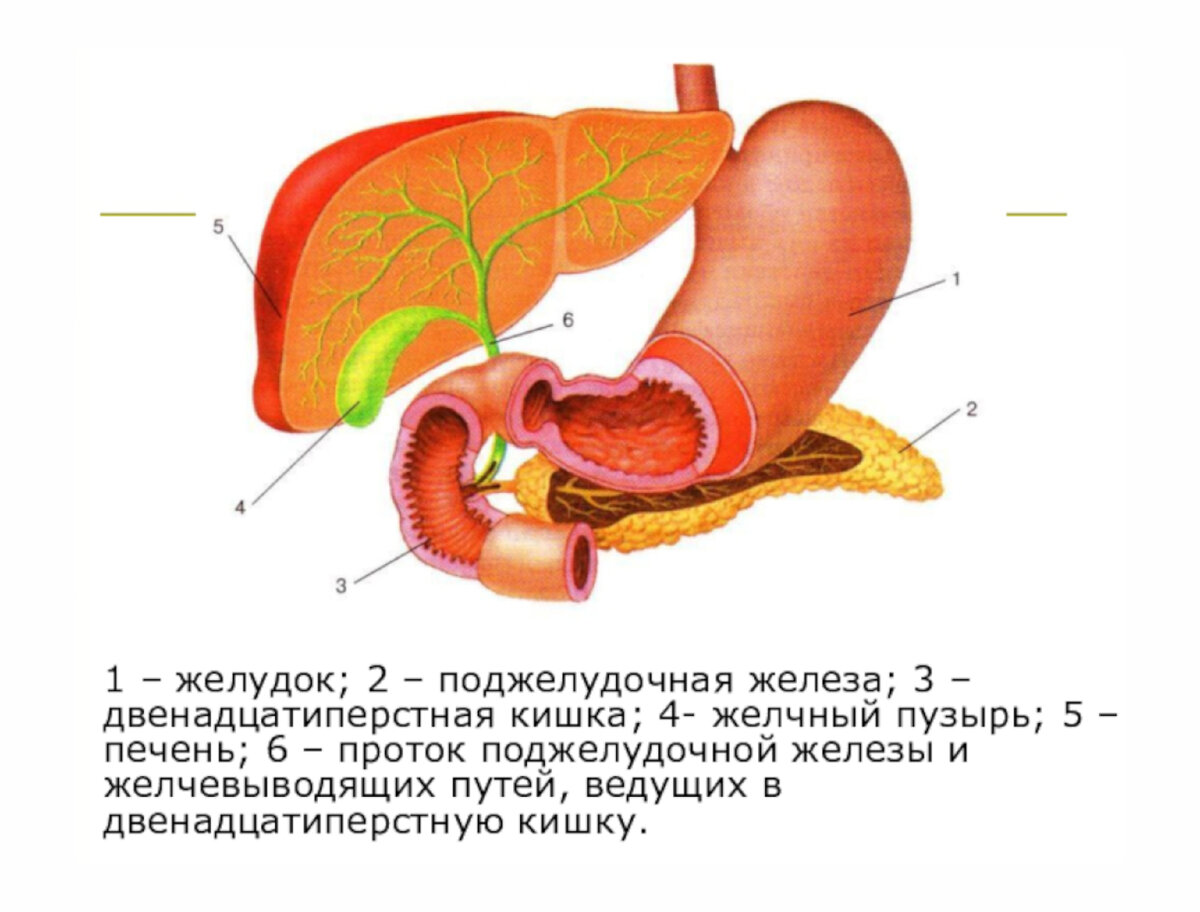 Строение желудка биология. 12 Перстная кишка печень поджелудочная железа. Желудок и 12 перстная кишка и поджелудочная железа. 12 Перстная кишка анатомия расположение. Двенадцатиперстная кишка анатомия строение.