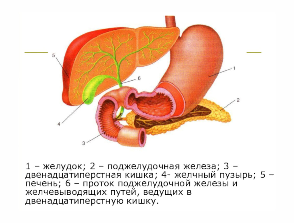 Желчный пузырь 12 перстная кишка. 12 Перстная кишка печень поджелудочная железа. Желудок и 12 перстная кишка и поджелудочная железа. 12 Перстная кишка анатомия расположение. Двенадцатиперстная кишка анатомия строение.