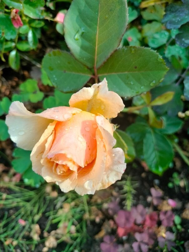 что же мы братишка наделали. раствориться в нежности. что мы с тобой наделали. деревенский сеновал. нежность твоих губ.