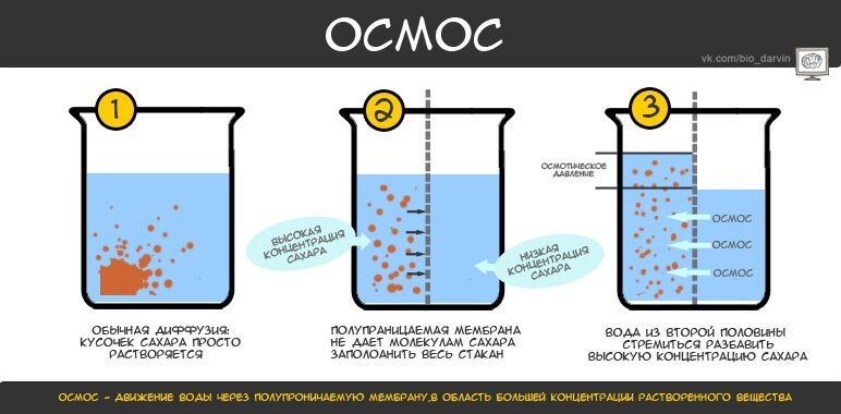 функции вакуоли в растительной клетке. структура растительной клетки клеточный сок. значение воды в елнткн. вакуоль растительной клетки функции 6 класс. примеры осмоса в биологии.