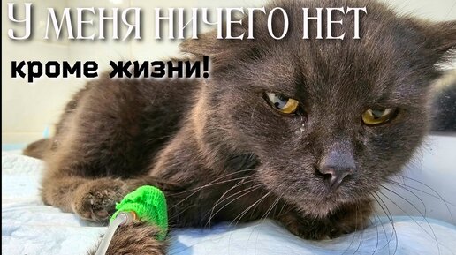 Tải video: 💔Больную кошку выкинули на мороз /она обморозила лапы и плача, ползла за людьми /help save the cat