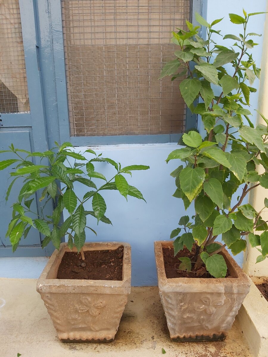 Фото автора, каменные кашпо с узором.