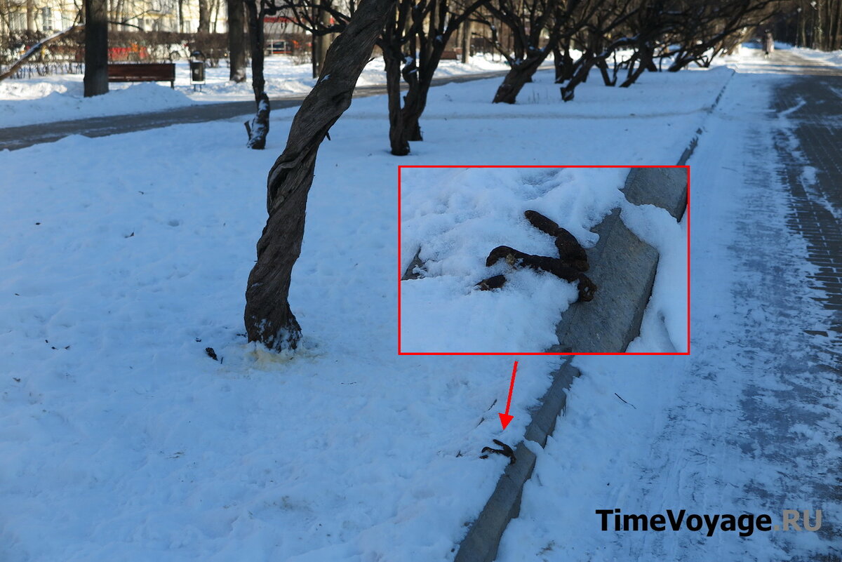 Собачьи экскременты на бордюре