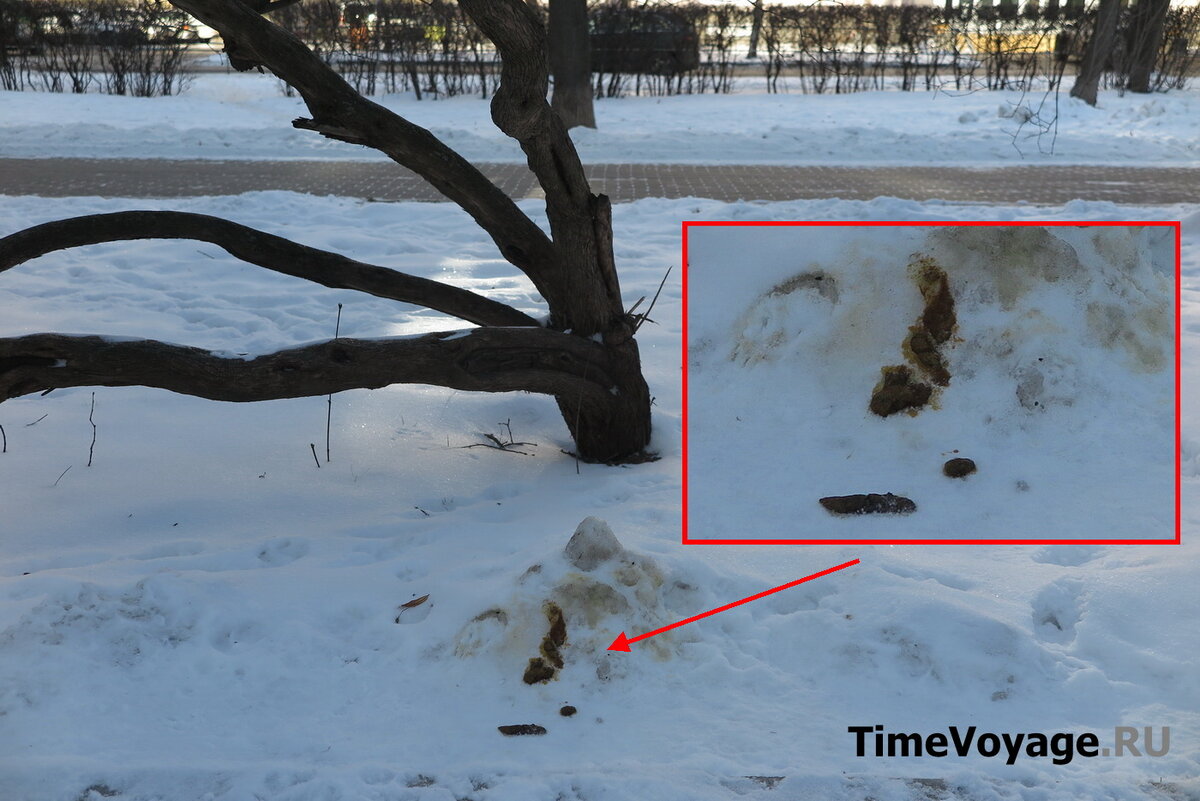 Собачьи экскременты на газоне возле бордюра