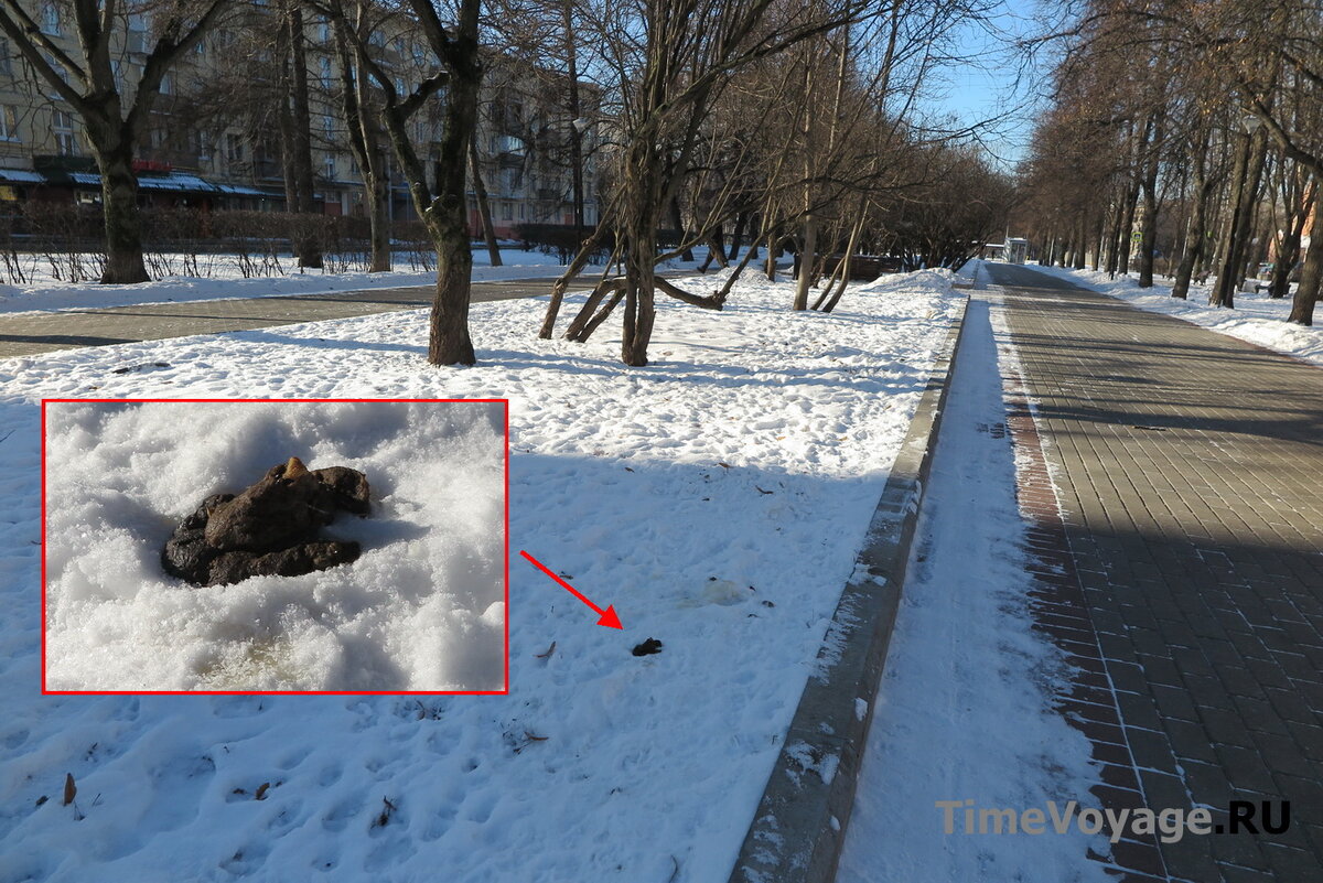 Собачьи экскременты возле пешеходной дорожки