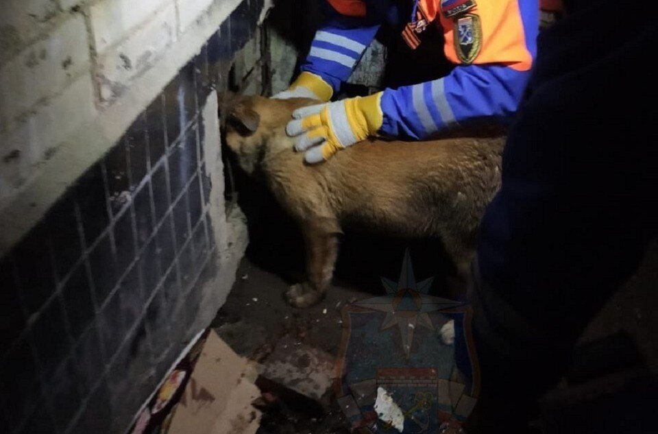 Фото поросенка в подвале. Достать из подвала. Достать из подвала. Достать из подвала. Достать из подвала.