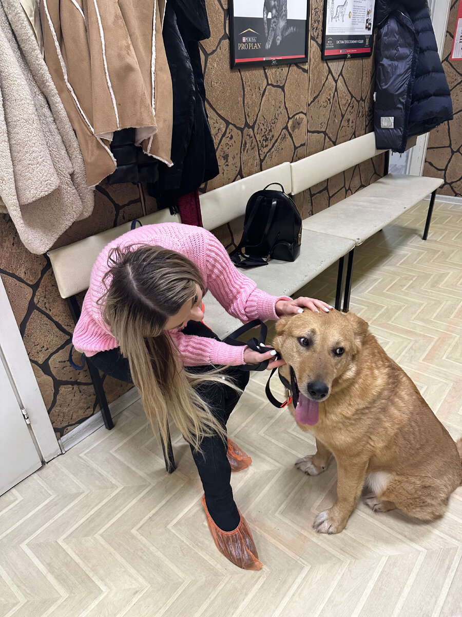 Как найти медведя в гигантском доме. Бурый медведь кадьяк. Большой бурый медведь кадьяк. Как найти медведя в гигантском доме. Медведь гризли нападение.