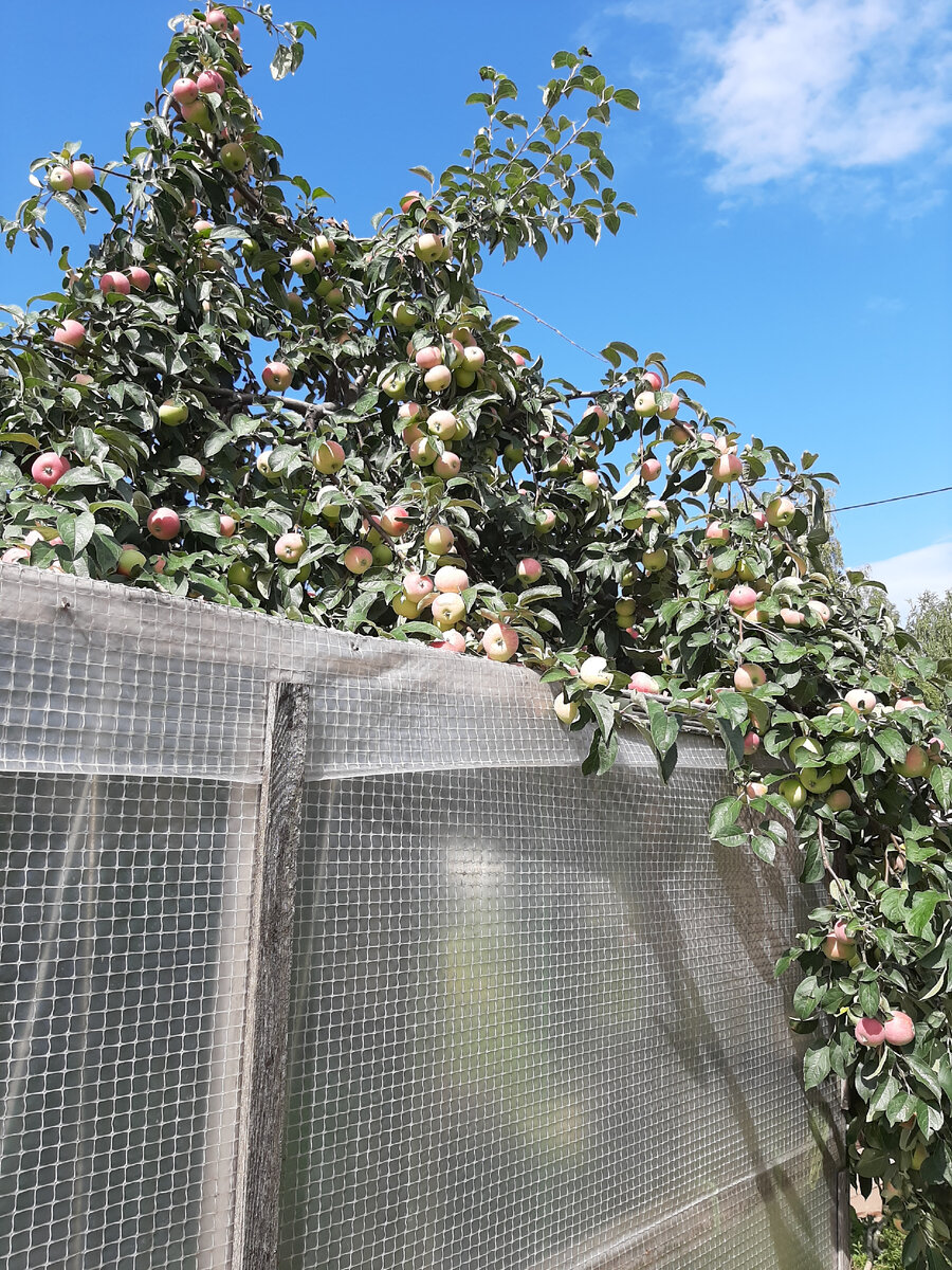 Сбор яблок в саду. Сбор урожая в саду. Уборка яблок. Сбор яблок. Дети с яблоками в саду.