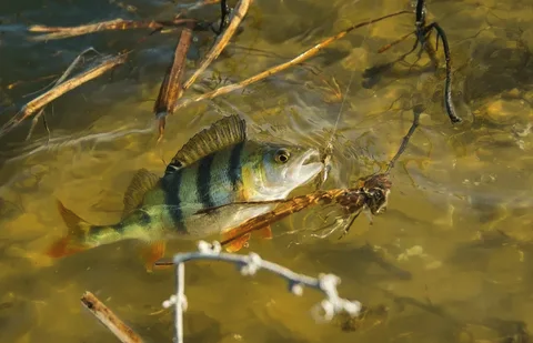 Фото с сайта: https://webpulse.imgsmail.ru