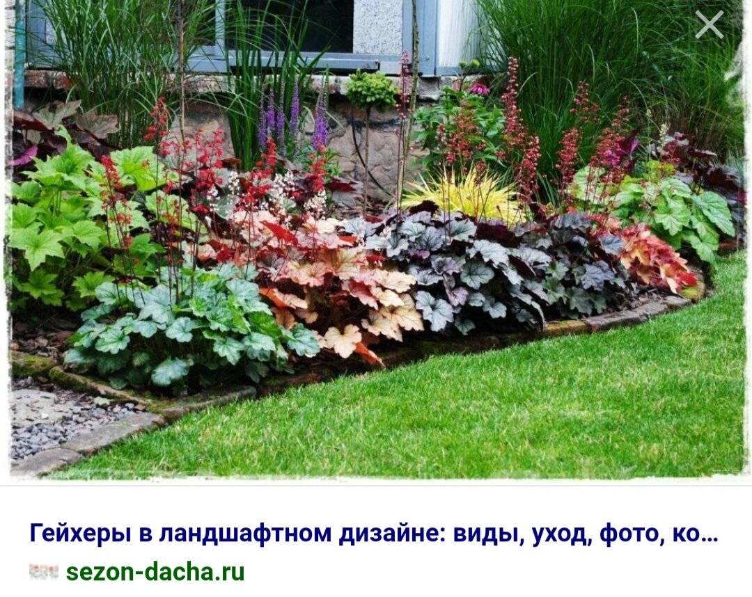 Куда посадить гейхеру. Рокарий бузульник, хоста, астильба, гейхера, очиток, примула. Гейхера plum royale. Куда посадить гейхеру. Гейхера (heuchera) мармелад.