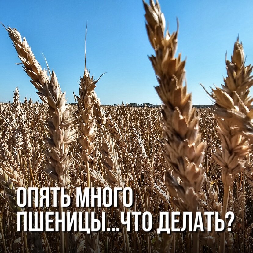 повышение цен на зерно. повышение цен на пшеницу. динамика стоимости зерна. график пшеницы 1985 года. повышение цен на пшеницу.
