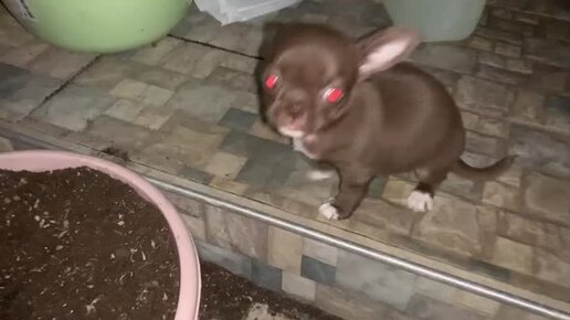 Начинало смеркаться когда гринев подошел к дому коменданта. Старик и море. Осенью дни становятся короче а ночи. Пастернак сосны текст. Вид односоставных предложений пословиц поговорки.