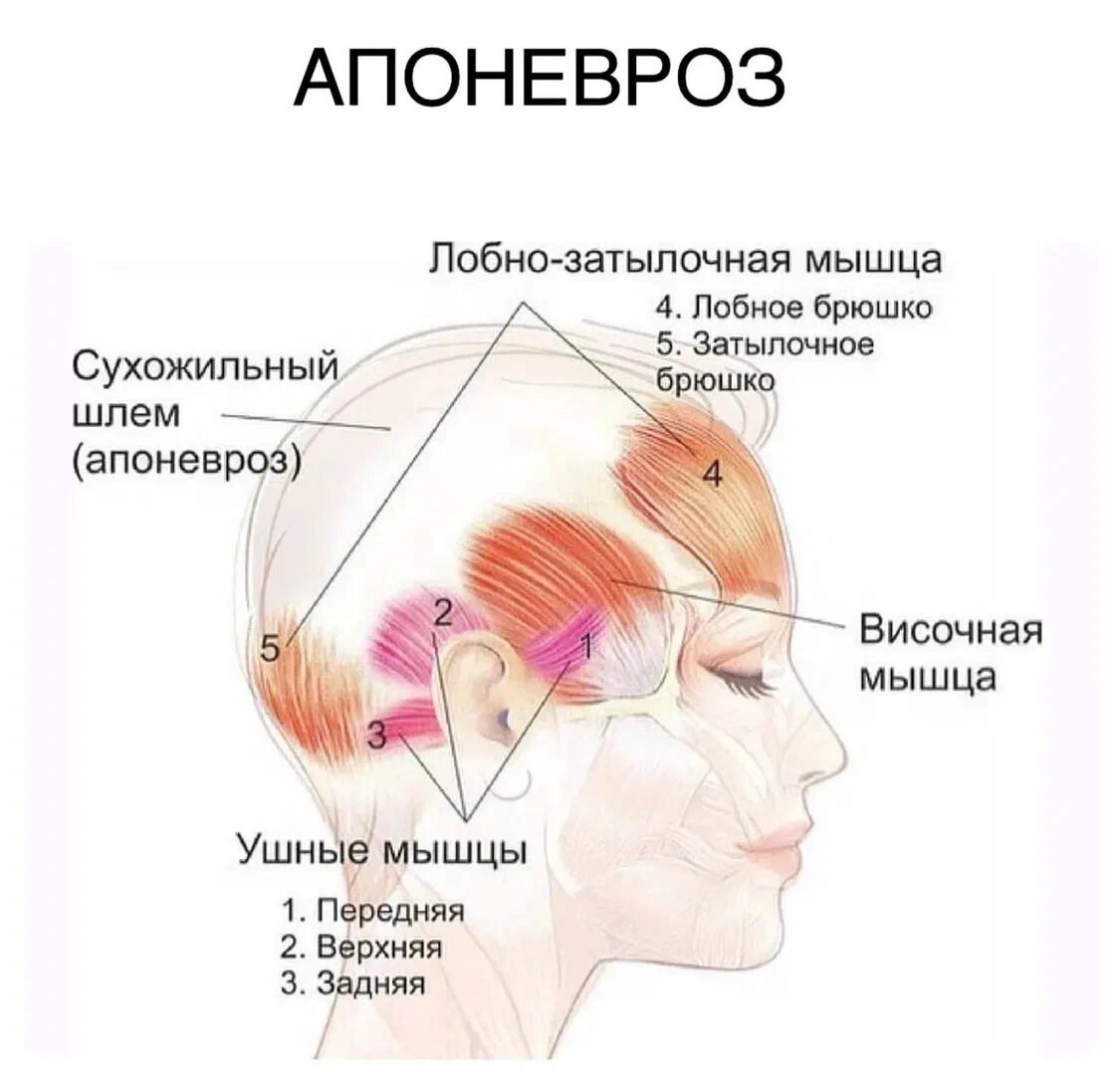 Как расслабить лоб