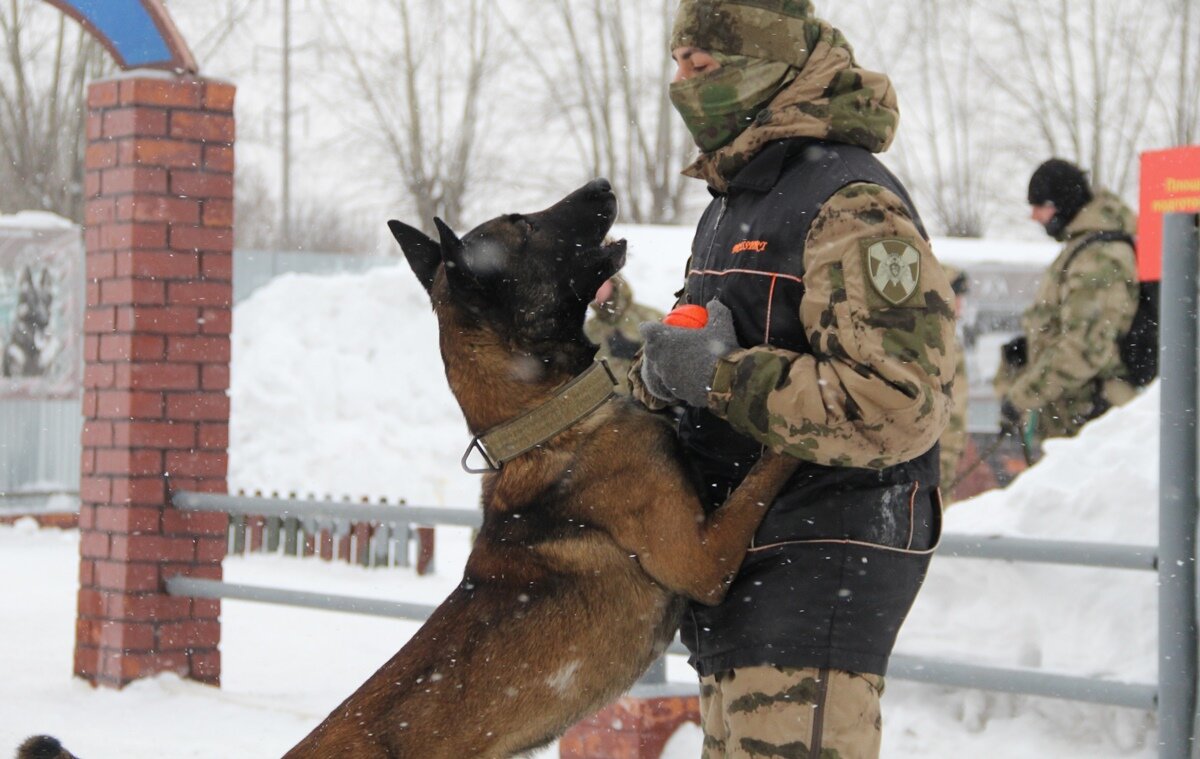 Помощь кинолога. Помощь кинолога
