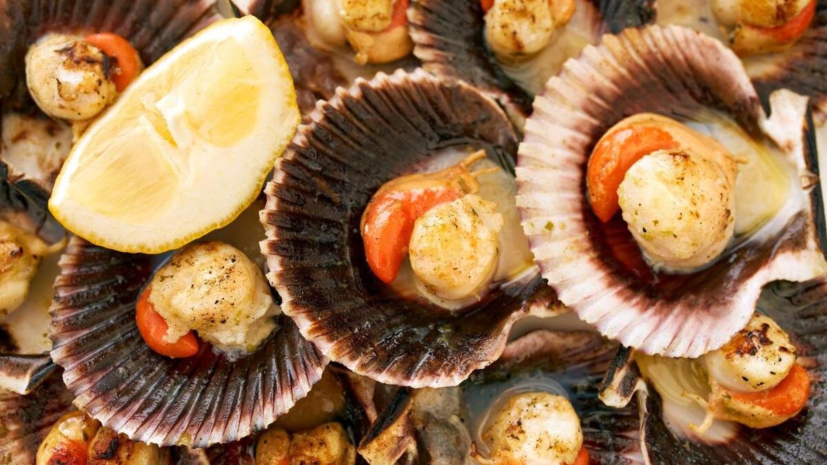 названия ракушек. рассмотрите раковины морского гребешка. рассмотрите раковины морского гребешка. морские гребешки nord pilgrim. рассмотрите раковины морского гребешка.