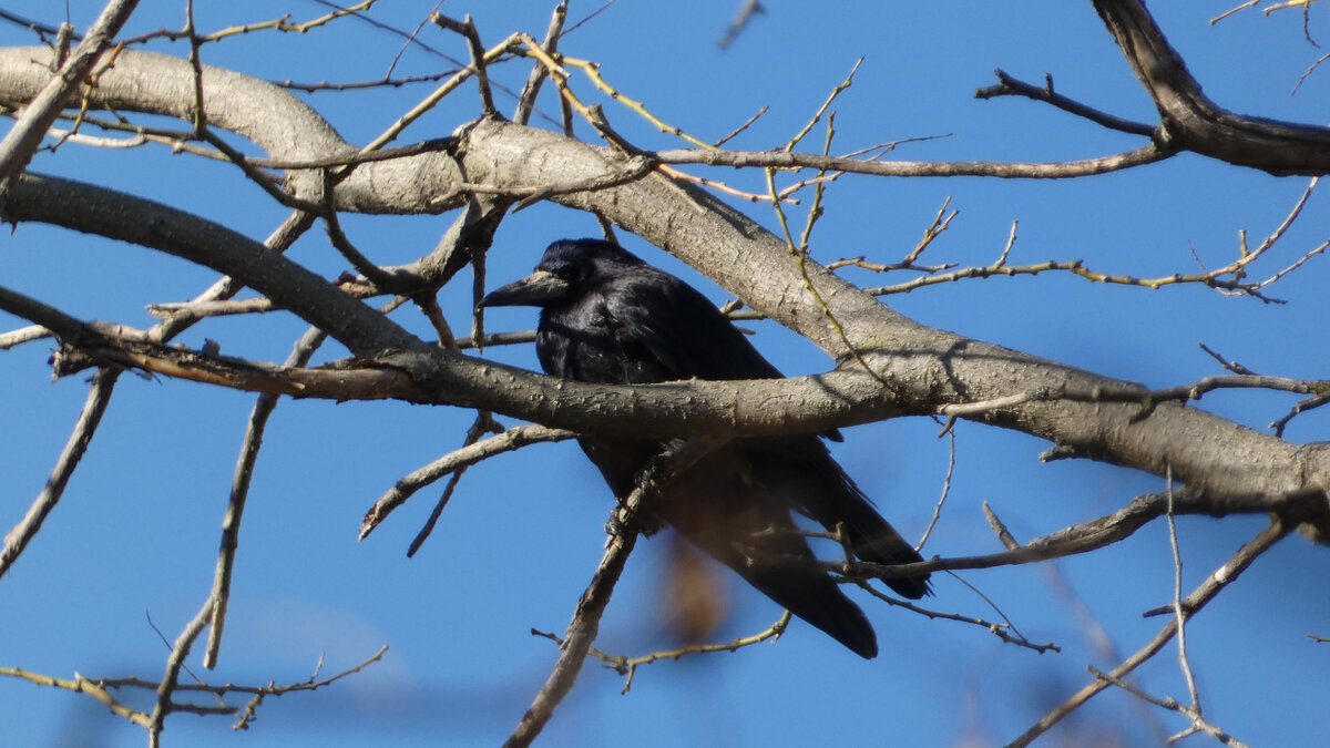 Грач в Комсомольком парке Феодосии и гнёзада колонии грачей. Листайт