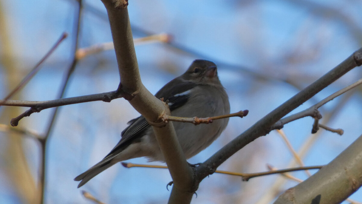Зяблик в Комсомольском парке Феодосии