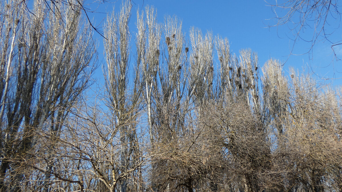 Гнёзда пока пустые