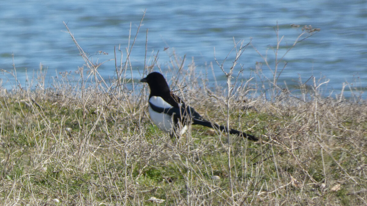 Почему вода. Почему оз. Болото превращается в озеро это развитие. Защита байкала. Почему озеро превращается в болото.