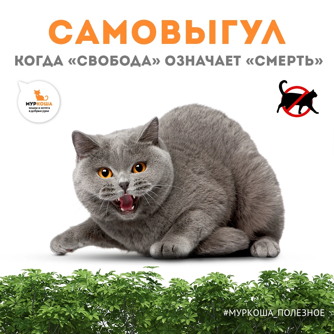 Директор с подчиненными. Строгая начальница. Строго самостоятельный. Недовольный начальник. Строго самостоятельный.