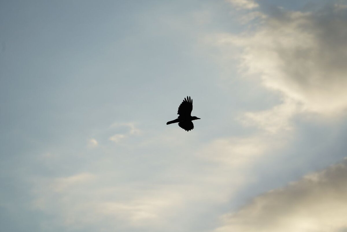 птицы постепенно. этапы рисования синички для детей. стая перелетных птиц. поэтапное рисование птиц. зарисовки птиц.