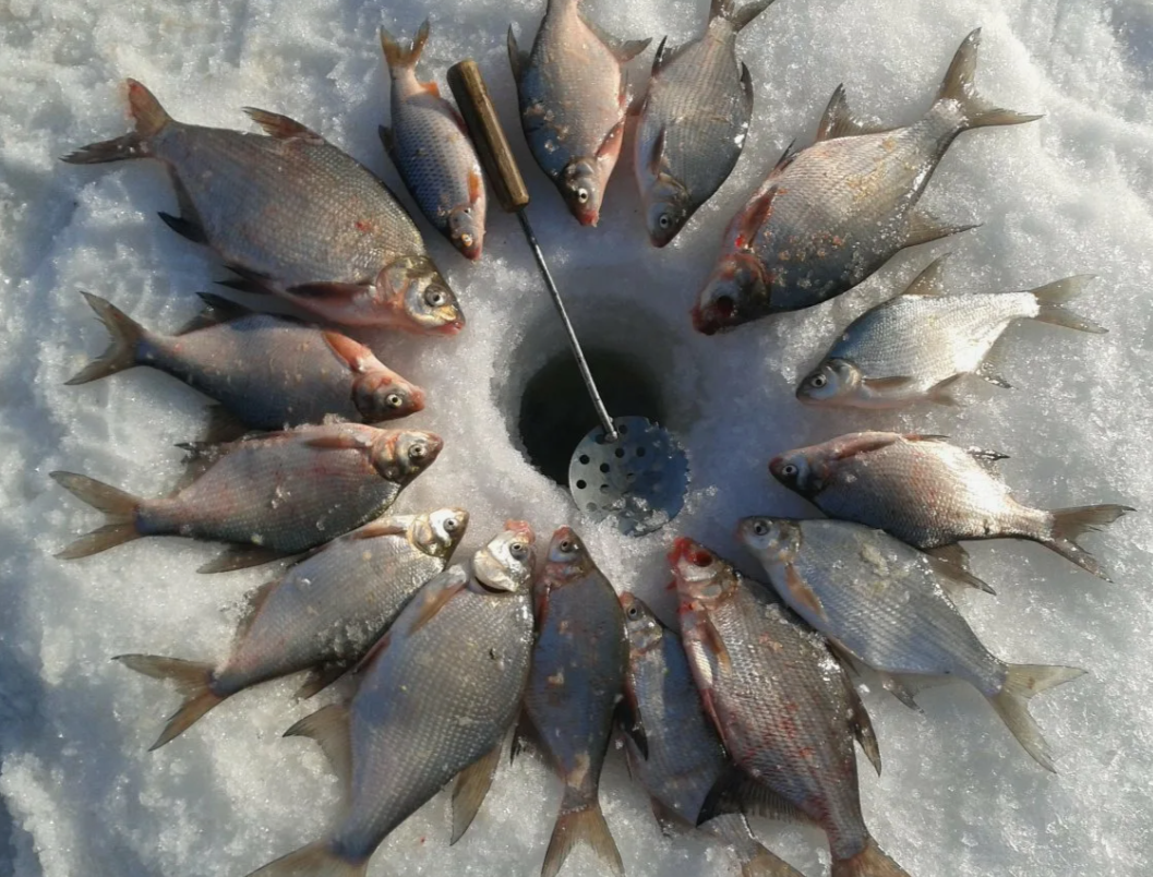 Подлещик в феврале