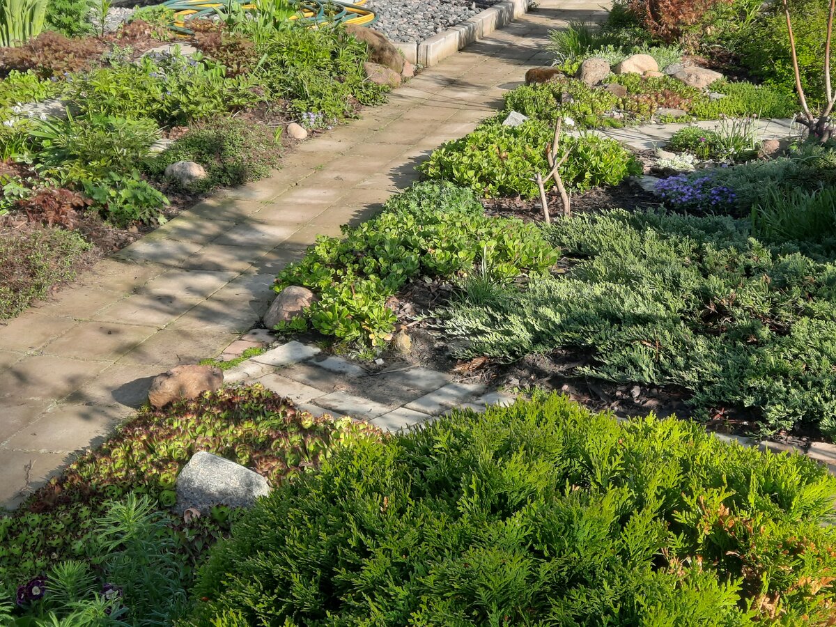 Где растет трава план. Сныть обыкновенная. Трава сныть сныть. Где растет трава план. Растение сныть обыкновенная.