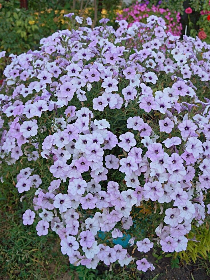 Петуния в середине лета 🌺