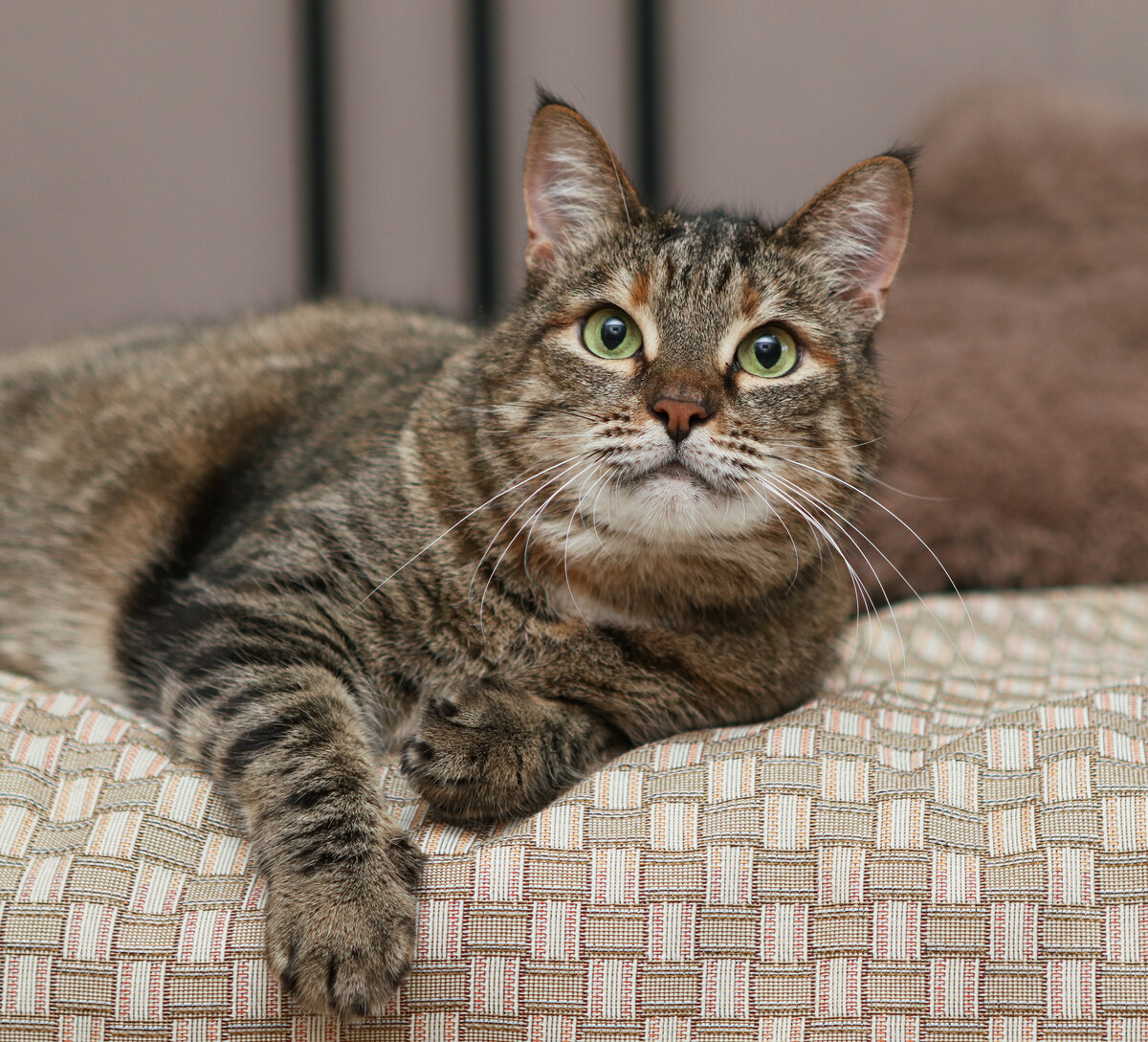 Кошек обвиняют в эгоизме и наплевательском отношении к окружающим. А как бы вы себя вели, если бы были самыми совершенными существами во Вселенной?