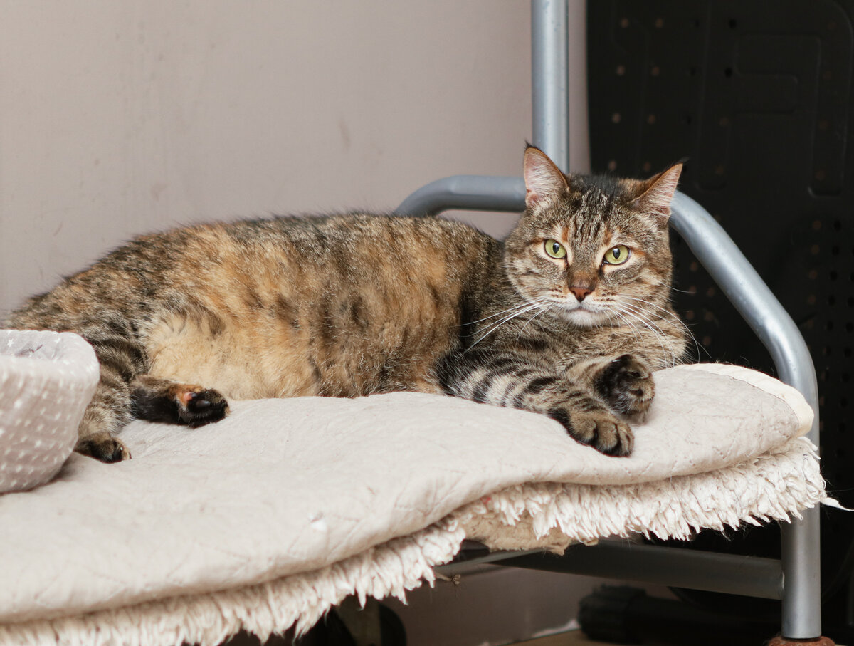 Нельзя говорить, что люди стали как животные. Это обижает животных.