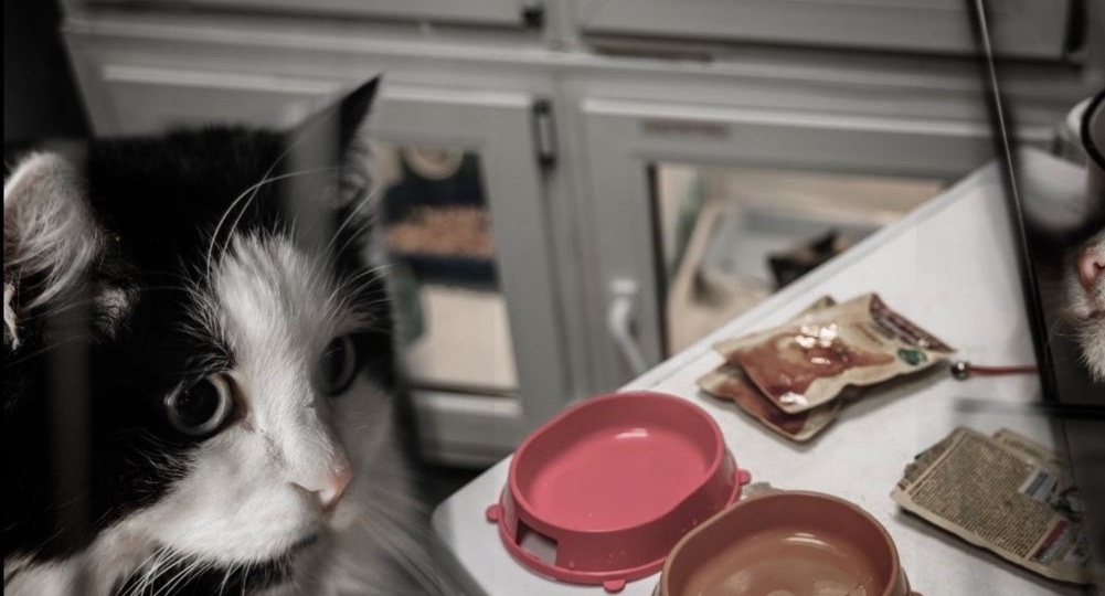 День стольника приюте для кошек!