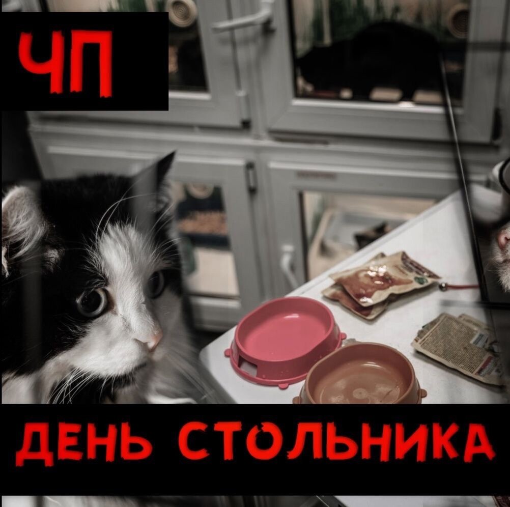 Приют "Омские хвостики" в поисках корма для животных