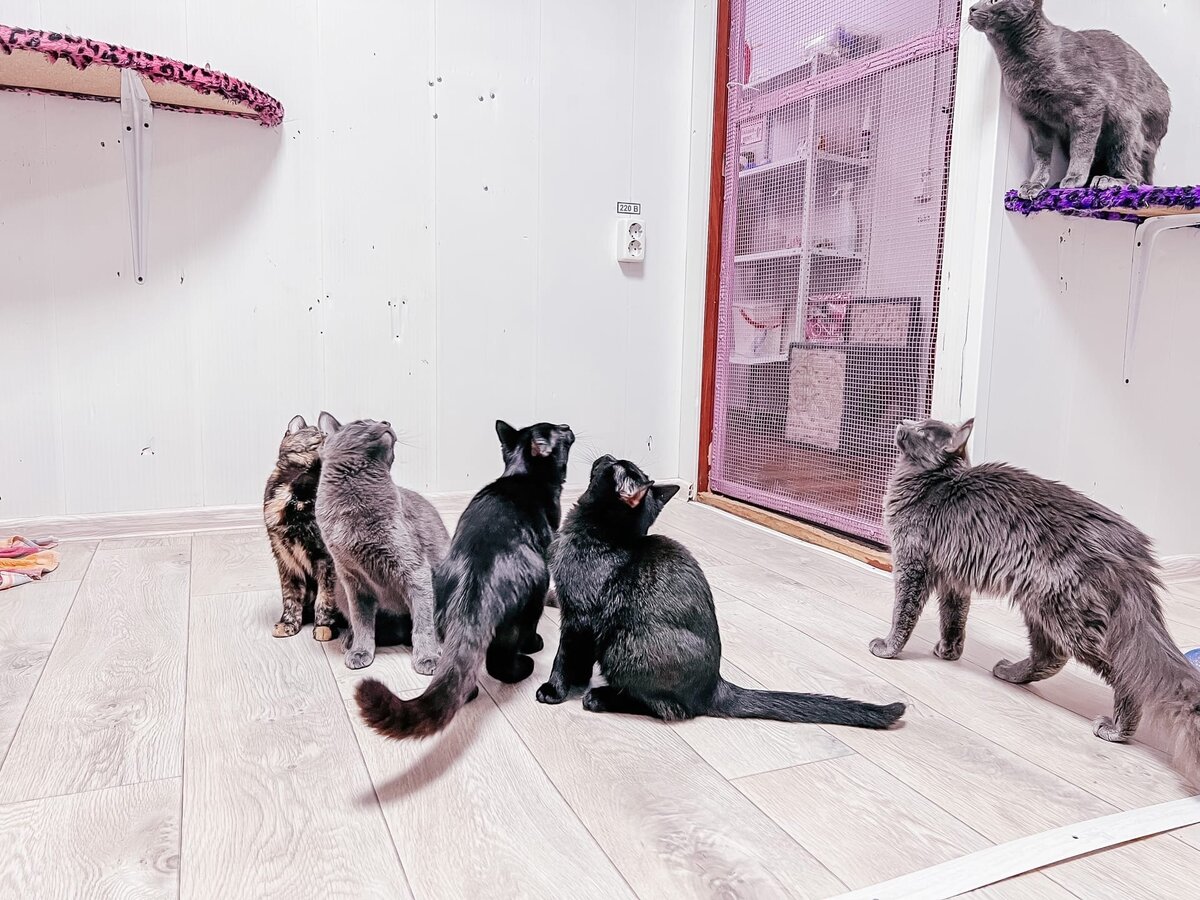 Часть кошечек нашего приюта "Омские хвостики"