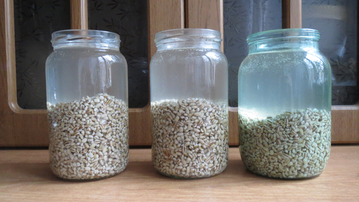 02 февраля 2024 года. Крупа через 12 часов замачивания