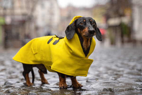    Фото: iStock/Ирина_Мещеряков
