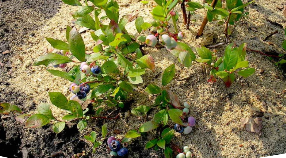 Грунт для голубики: состав, как приготовить, какой торф нужен