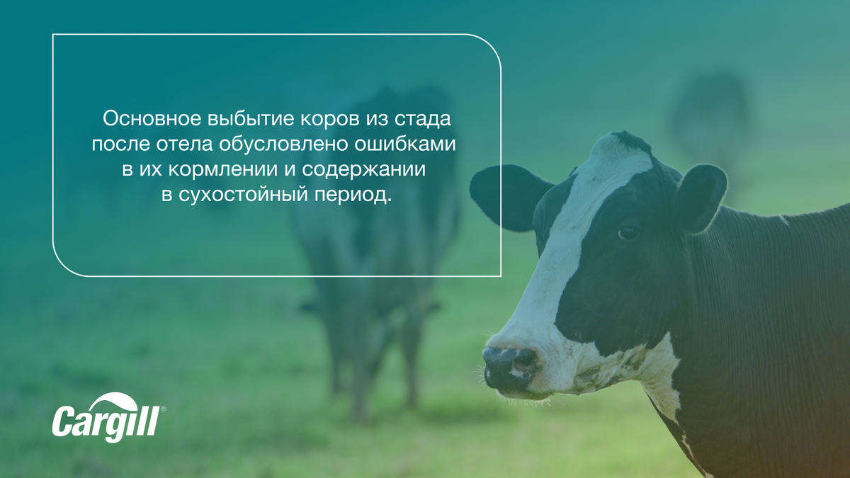  Сухостойный период – это 60 дней перед отелом, когда у коровы полностью прекращается лактация. Это крайне важный период для будущего коровы.-2