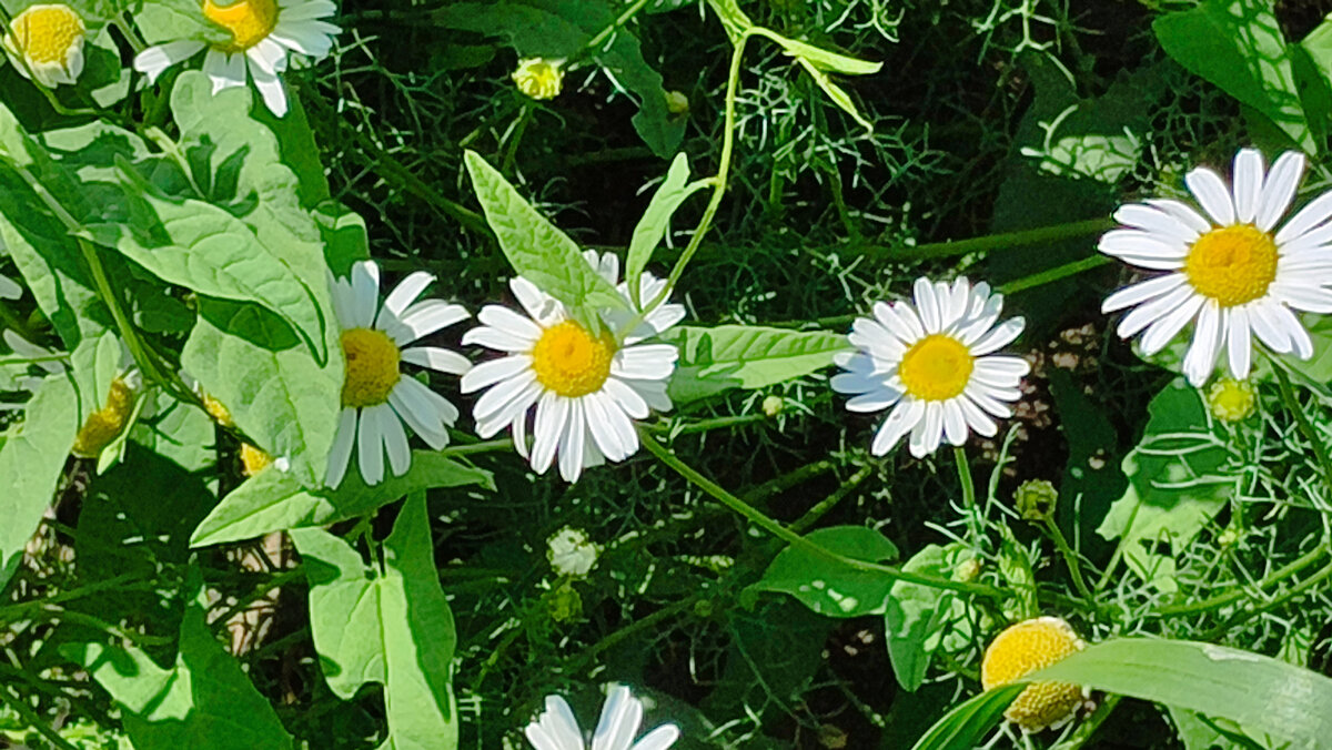 Фото автора. Лето.