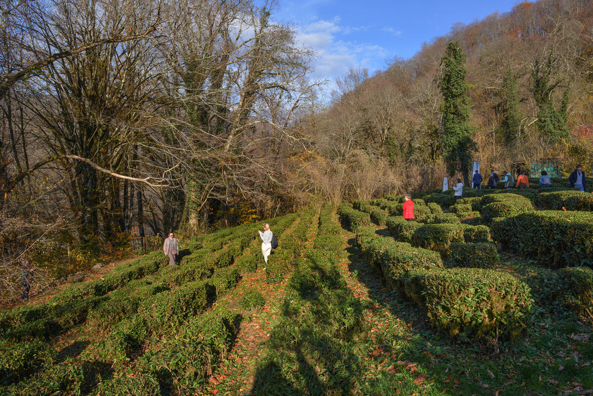 Черемша в подмосковье. Чай в россии выращивают. Черемша в тульской области. Где растет работа. Сельскохозяйственные растения.