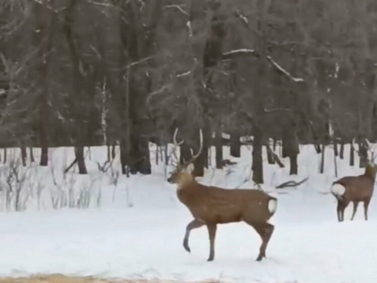 драка оленей. белохвостые олени сша. парнокопытные оленевые. оленья любовь. пятнистый олень.