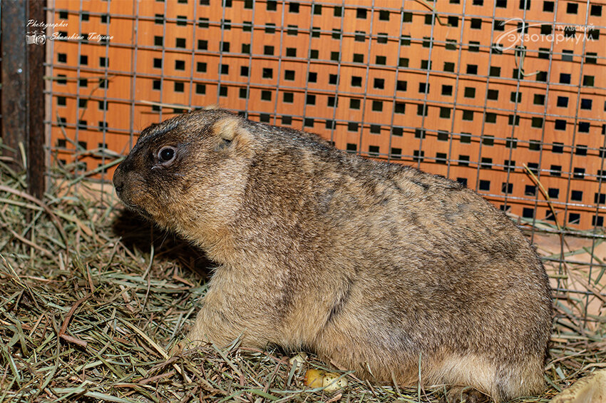 Тульский экзотариум